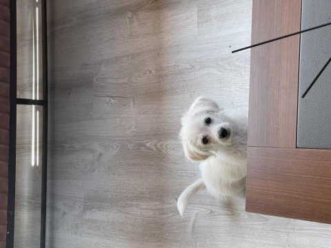 Maltese terrier rus finosu kırması oğlumuza yuva