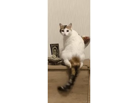 Kısırlaştırılmış kedimize ömürlük aile arıyoruz