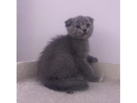 Giresunun en orijinal yavru kedileri