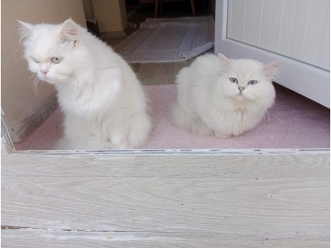 İran persian erkek yavru