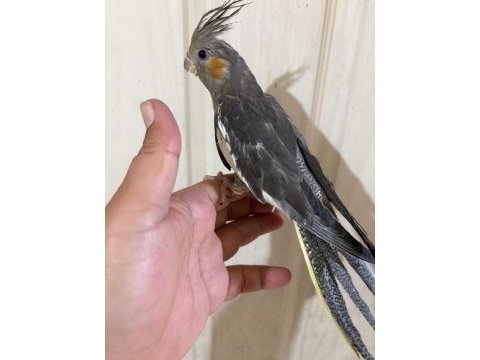 45 günlük konuşturmalık grey bebek sultan papağanı