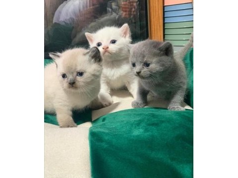 British shorthair bebekler
