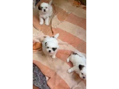 3 disi 1 erkek a kalite shihtzu