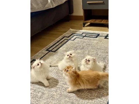 Golden british longhair yavrumuz gelmiştir