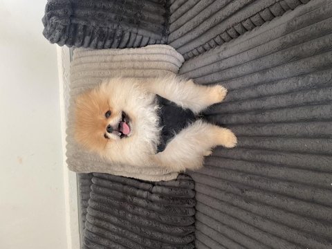 3 aylık erkek pomeranian boo