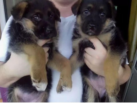 German sheppard puppies