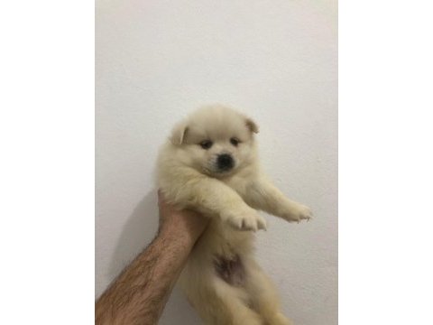 A kalite pomeranian spitz yavrular