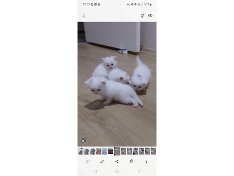 6 scottish fold yavru