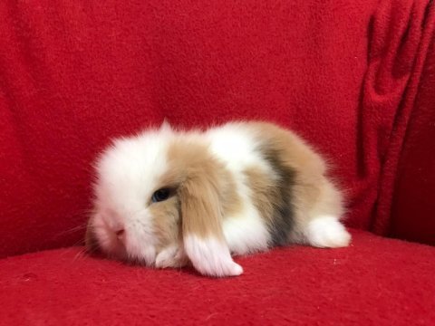 Üst kalite hollanda teddy lop tavşanlar gönderim var