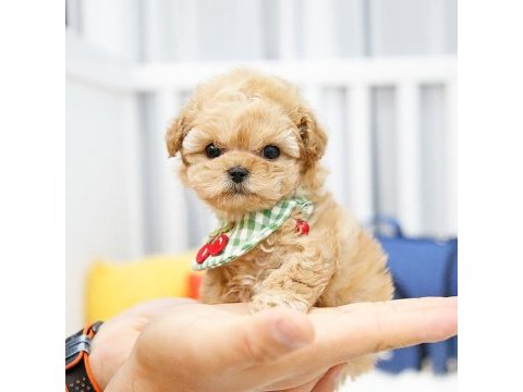 Çanakkalenin gözde maltipoo bebekleri
