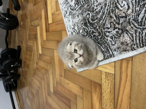 Ev ortamından boz renk scottish fold dişi