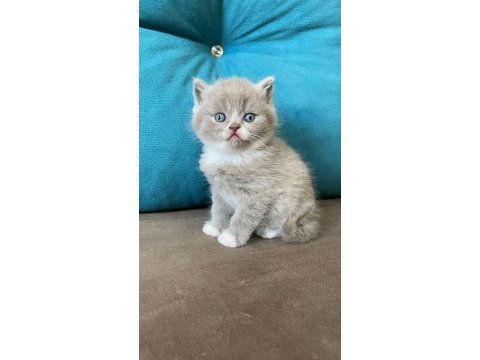British shorthair ve scottish yavrular