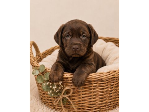 Safkan labrador retriever yavrularımız