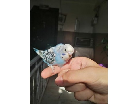 4 erkek 1 dişi muhabbet kuşları