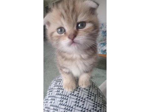 Güzel scottish fold yavrular