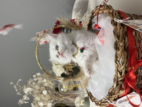 Muhteşem kalite british longhair