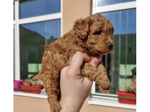 Sevimli toy poodle yavrularım 