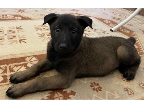 Fcı a secere malinois son 2 erkek