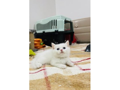 Orijinal british shorthair