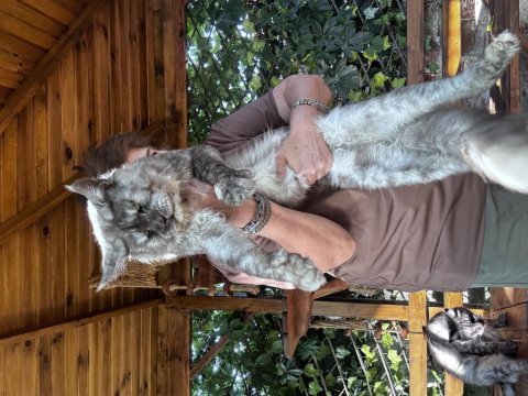 Kalitenin adresi big claw maine coon