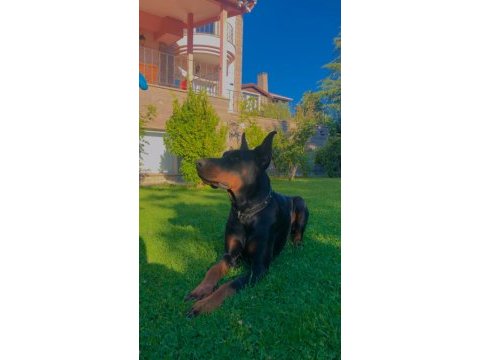 3 yaşında şecereli doberman