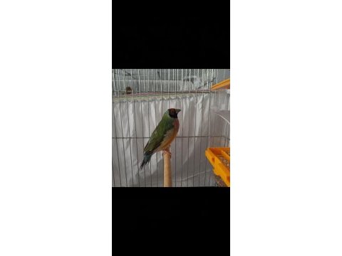 Erkek golden finch