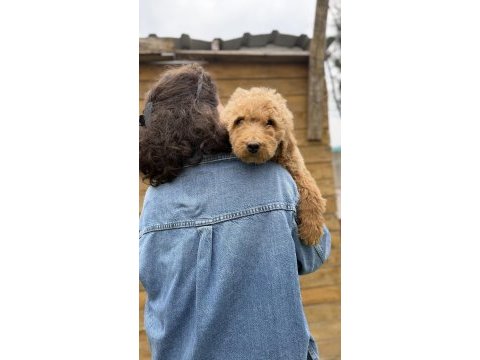 Dev poodle yavrularımız yeni ailelerini bekliyor