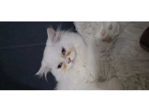 Chinchilla 3 aylık kedimiz