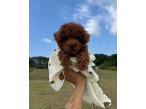 Safkan toy poodle kilo garantili yavrular