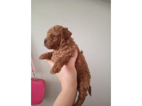 2 erkek poodle 2 aylık