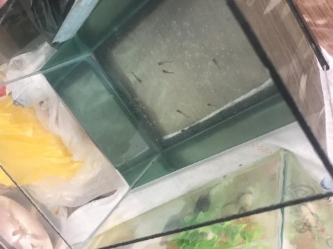Tetra vatoz lepistes çöpçü balıkları