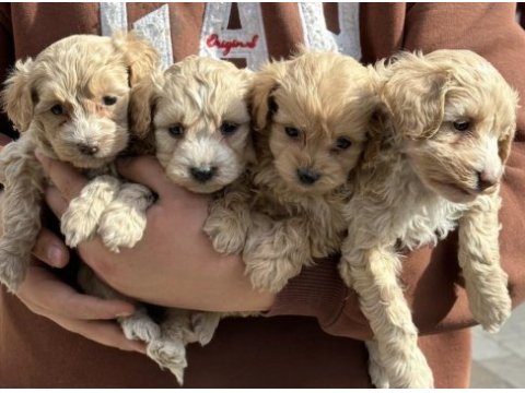A kalite safkan maltipoo