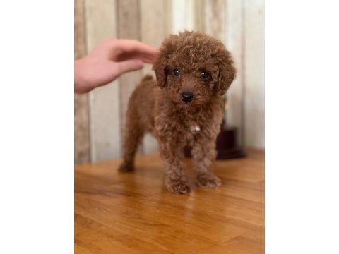 Toy poodle safkan köpeğimiz