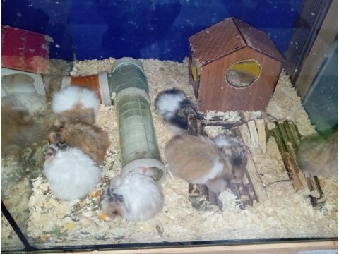 Yavru hamsterlarım
