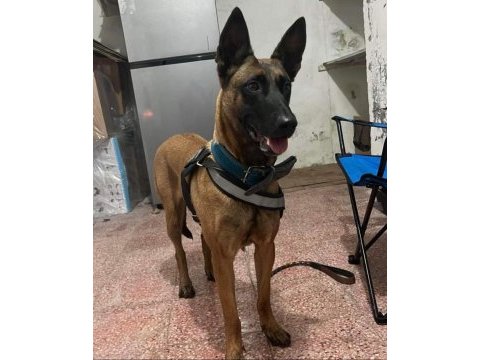 Belçika malinois köpeği