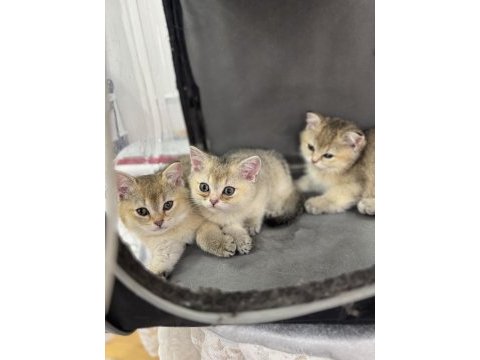 Golden renkte british shorthair 2 aylık bebekler