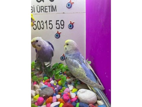 30 35 günlük bebek muhabbet kuşu yavrular