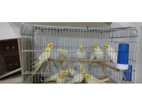 Lutino sultan papağanı bebişler