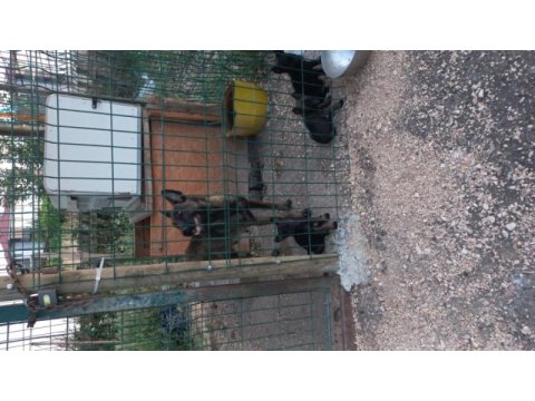 Rezerve iptali simsiyah erkek malinois