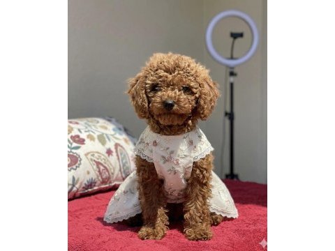 4 aylık dişi red brown toy poodle