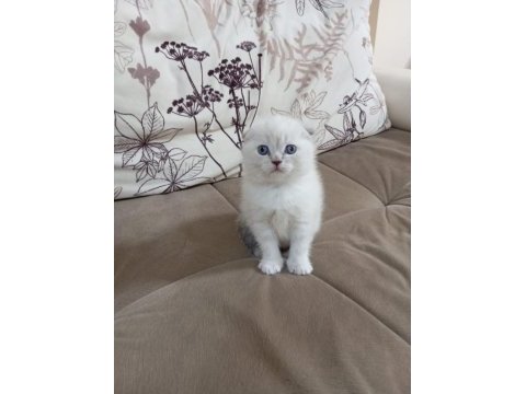 Minik scottish fold yavrum