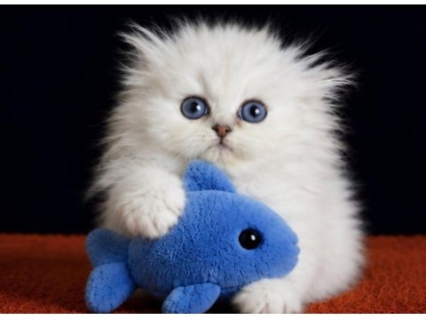 Highland fold silver erkek scottish fold