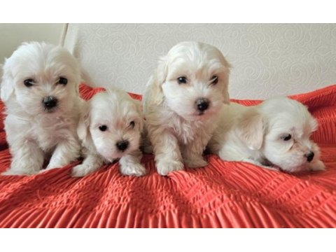 Maltese terrier yavrularımız