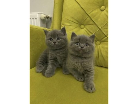 A kalite top kafa british shorthair kızlarım