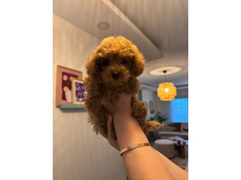 Dişi toy poodle