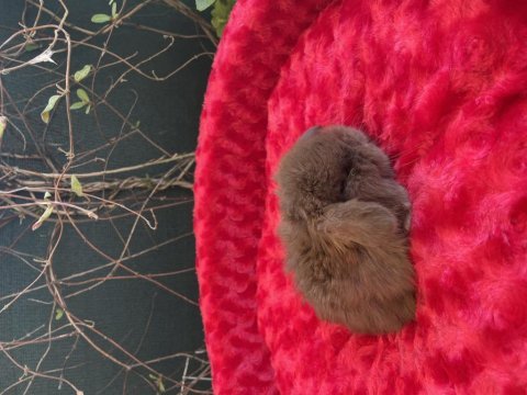 Aşırı tatlı full orjınal mini lop tavşan bebekler