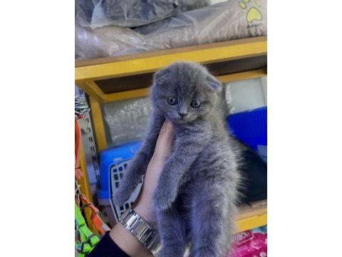A kalite scottish fold yavru