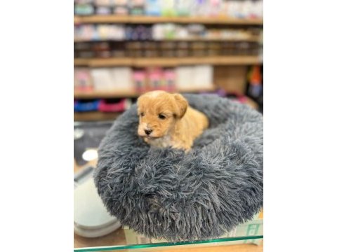Orj babyface maltipoo köpekler