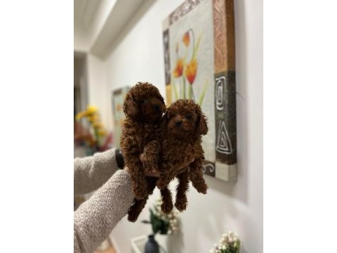 Safkan toy poodle