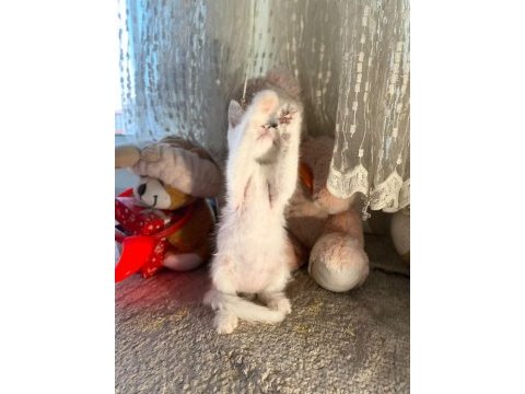 Kırıkkale içi british shorthair kedilerim